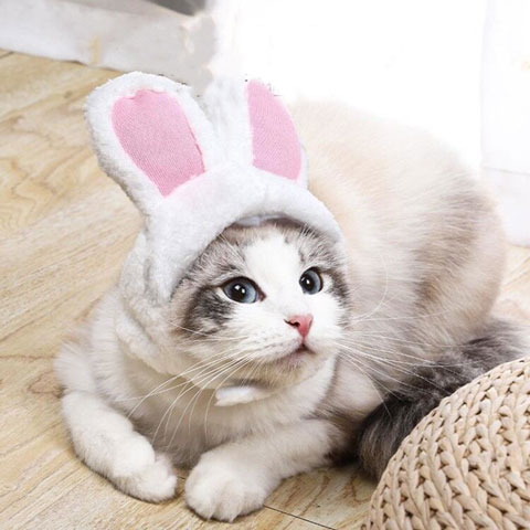 Cute Pet Rabbit Ear Hat