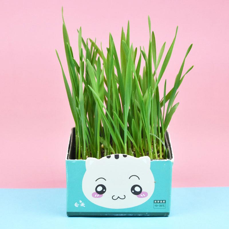 Maomi Bubble Box Cat Grass (20208)