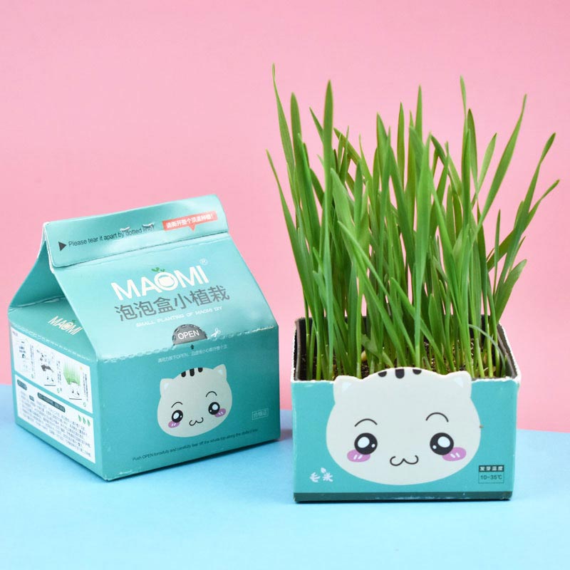 Maomi Bubble Box Cat Grass (20208)
